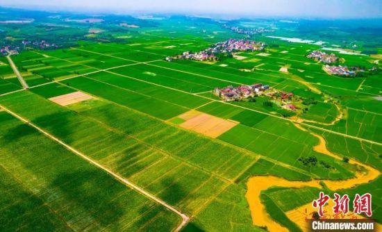 芒種時(shí)節(jié) 航拍江西鄉(xiāng)村田園披“綠裝”