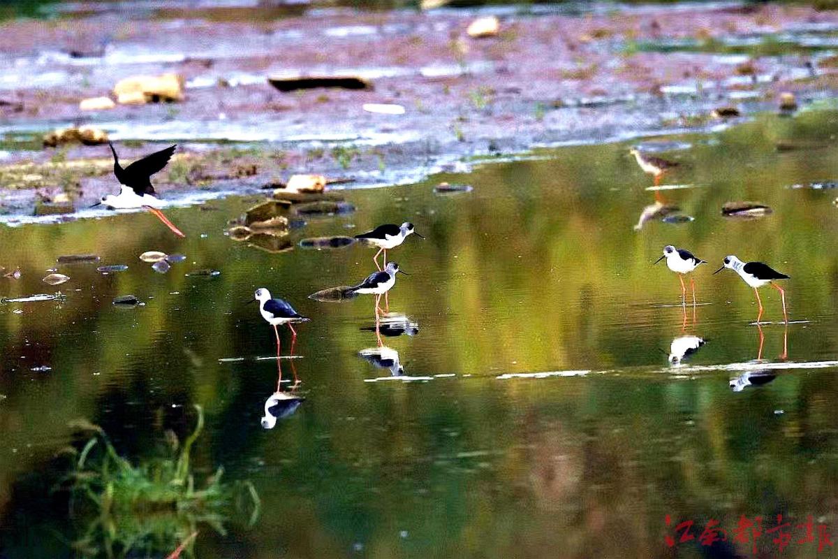 鳥(niǎo)界“名?！薄八掀鹞琛?>
<h3>鳥(niǎo)界“名?！薄八掀鹞琛?/h3>
</a>
</li>
<li>
<a href=